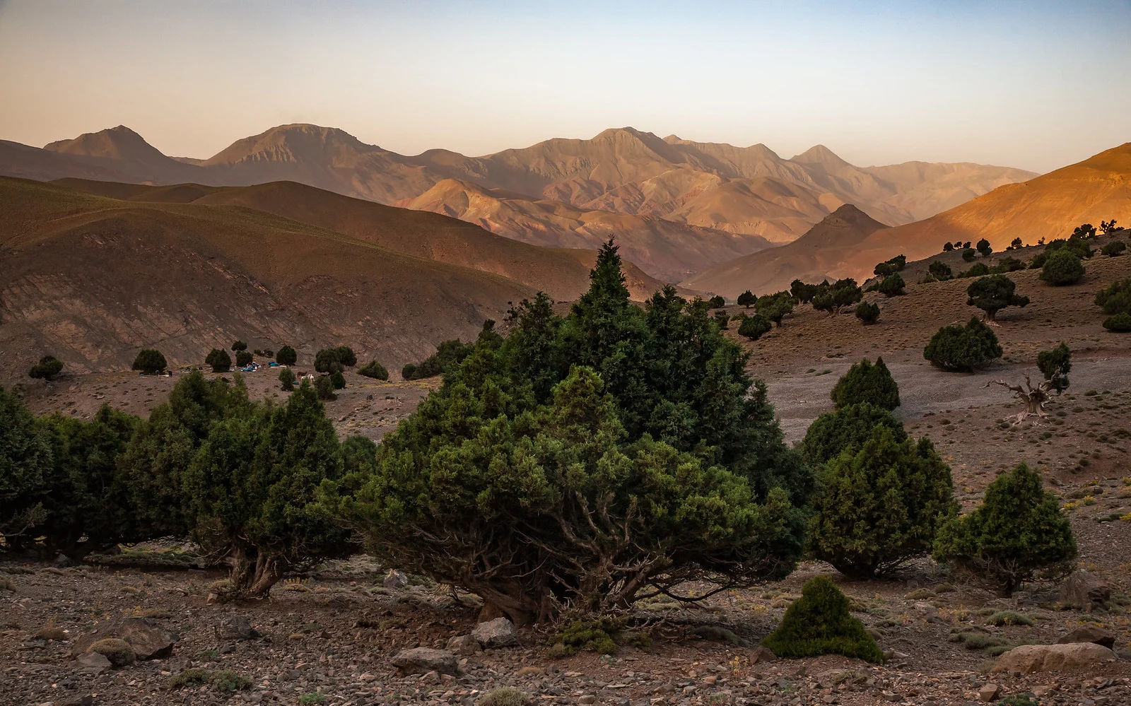 Real photograph of High Atlas ridges and juniper trees northeast of Amezri