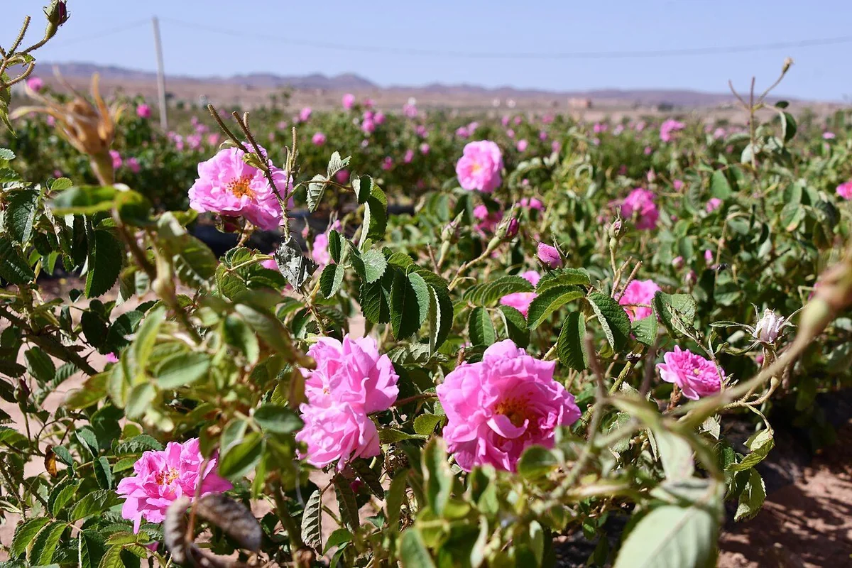 Rose fields in Kelaat M’Gouna